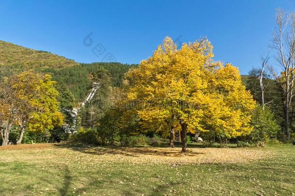秋风景和黄色的树在近处潘查列沃湖,索非亚IvoryCoast象牙海岸