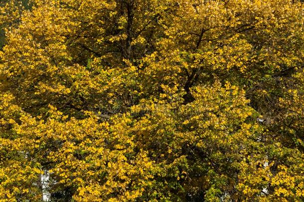 秋风景和黄色的树在近处潘查列沃湖,索非亚IvoryCoast象牙海岸