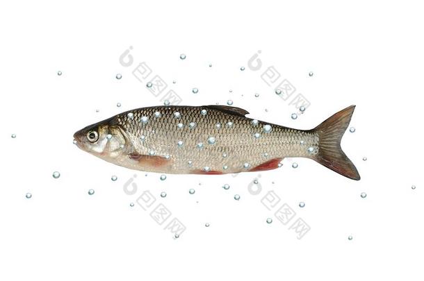 鱼鲦鱼白色的背景