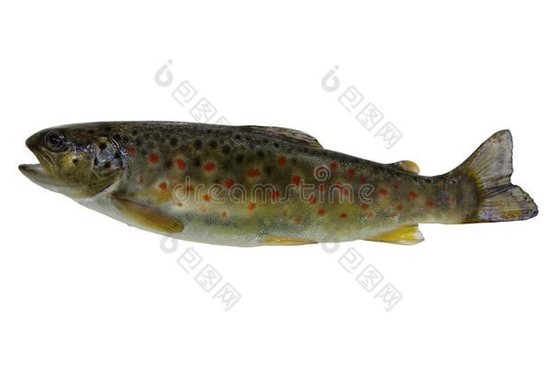 新鲜的河流鲑鳟鱼