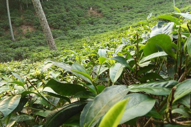 茶水-花园关于斯里兰坎自然的照片