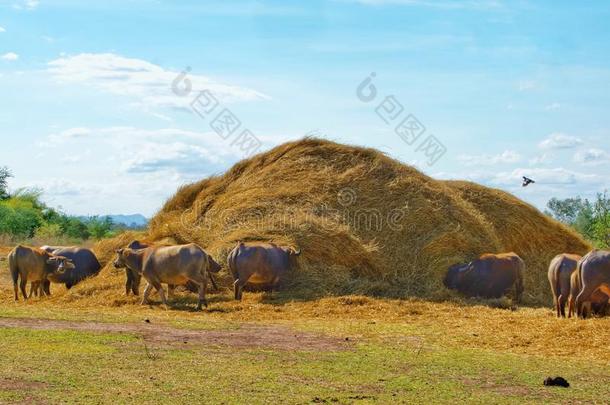 一组关于水牛吃干的干燥的垛稻草.