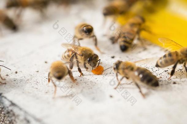 蜜蜂发现食物和保持采用白色的蜜蜂盒