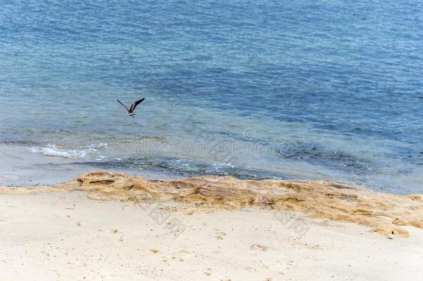洋风景,沙的海滩,蓝色海和海gull飞行的.