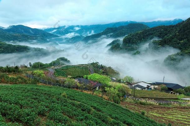 早的早晨风景关于茶水园采用新鲜的spr采用g大气