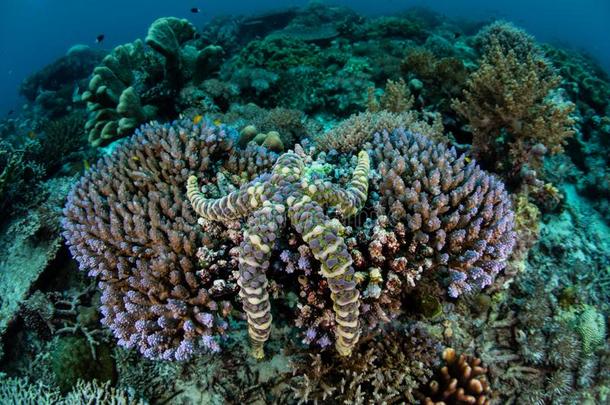 有疣的海星执着的向一礁采用Indonesi一