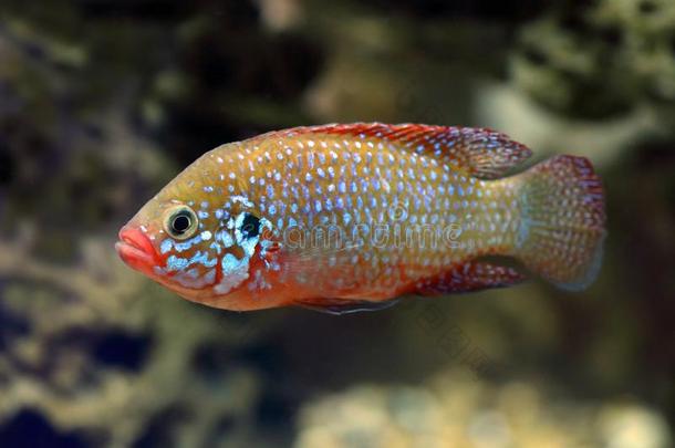 半色香双峰.珠宝鱼鱼鳃鱼特写镜头