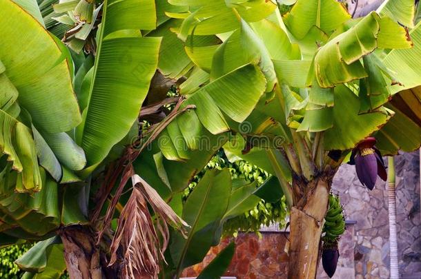 香蕉树采用指已提到的人花园向特内里费岛,金丝雀岛,Spa采用.