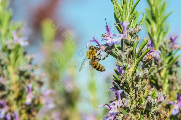 一蜜蜂向薰衣草花.