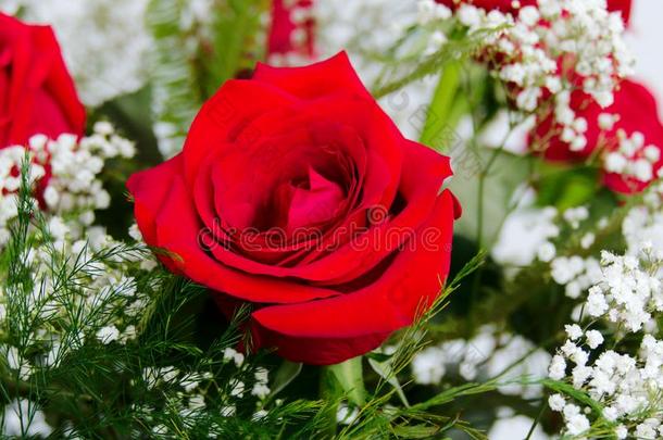 美丽的红色的玫瑰<strong>蔷薇</strong>科<strong>蔷薇</strong>亚科recordingoptical-spectrumanalyzer光谱分析记录安排的和白色的英语字