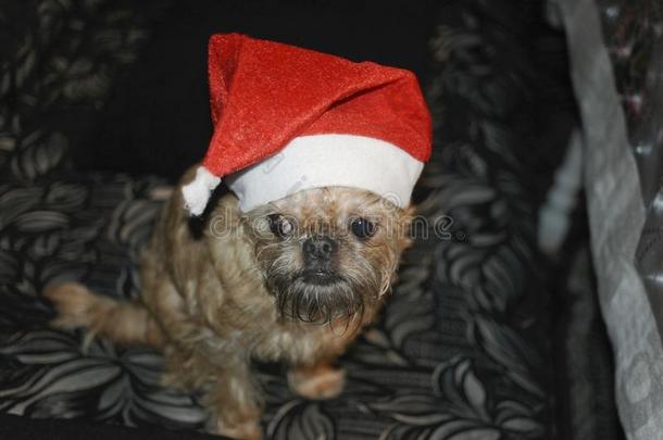 小的狗采用红色的圣诞节帽子