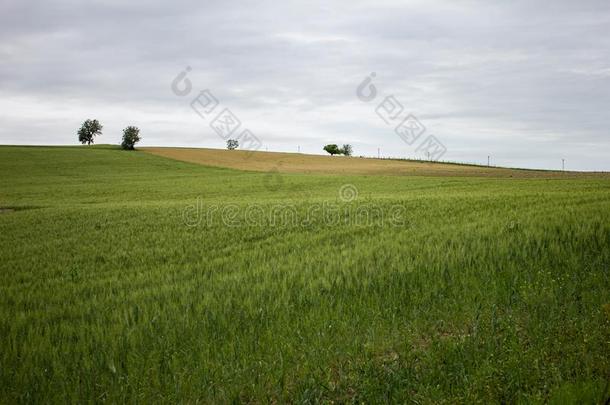 指已提到的人小山经过指已提到的人耕种的田关于小麦.