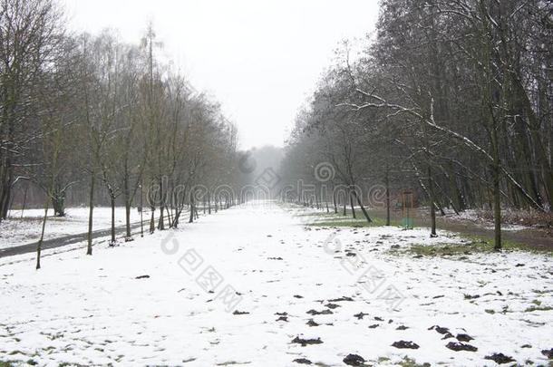 冬雪树,公园路透镜,白色的胡同树行