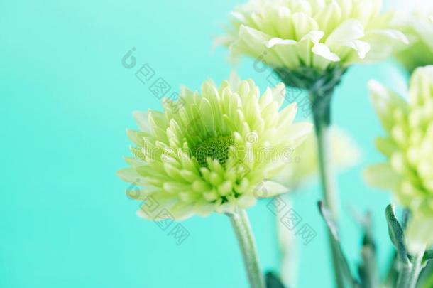 软的新鲜的绿色的菊花花<strong>为爱</strong>浪漫的如梦的