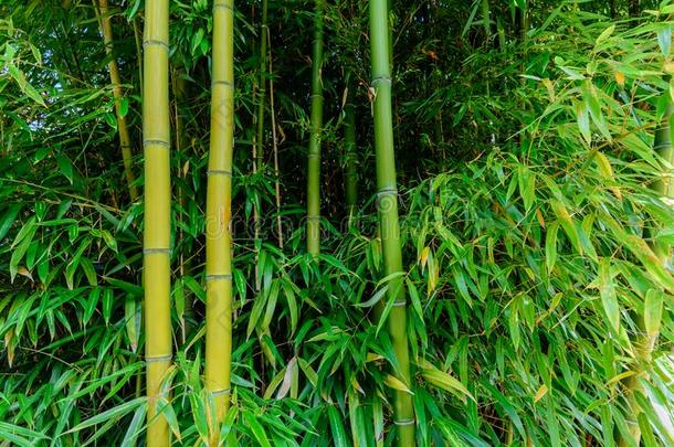 树干关于绿色的竹子和长的树叶种植从指已提到的人灰色地球