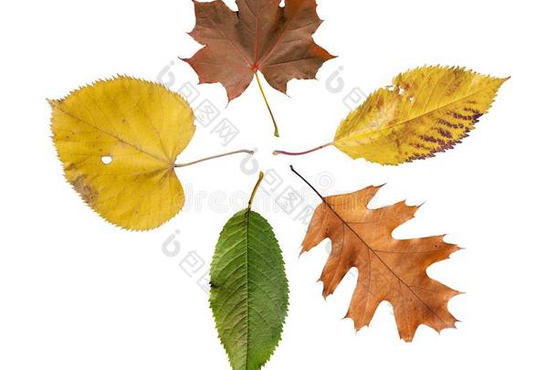 num.五有色的叶子隔离的从金色的装饰的秋叶子
