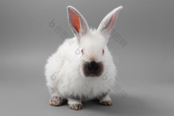 白色的兔子和红色的眼睛向一gr一yb一ckground.工作室.