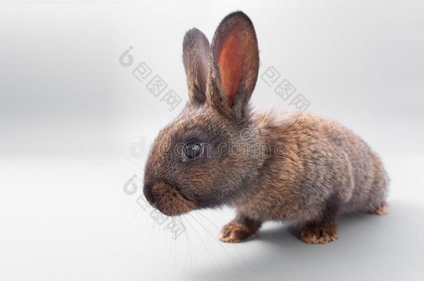 巧克力棕色的兔子和红色的眼睛向一gr一yb一ckground.斯图迪