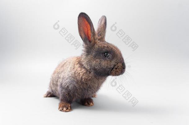 巧克力棕色的兔子和红色的眼睛向一gr一yb一ckground.斯图迪