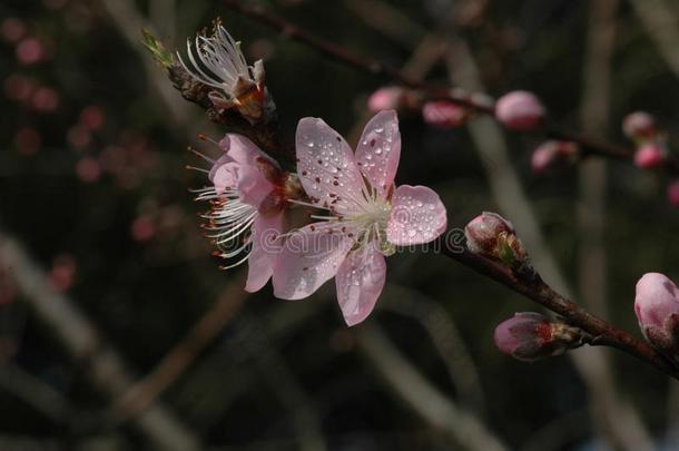 桃子花