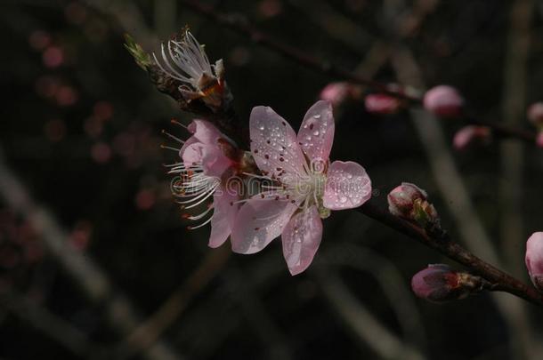 桃子花