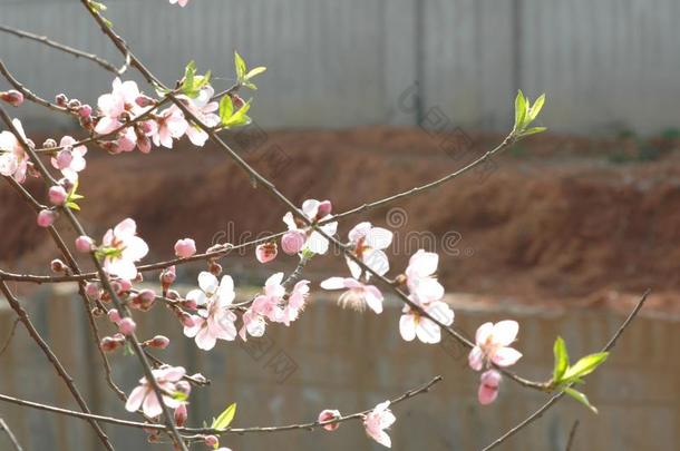 桃子花