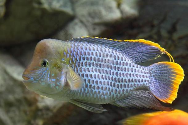 安迪诺卡拉rivulatus.富有色彩的阿卡拉绿松石特写镜头