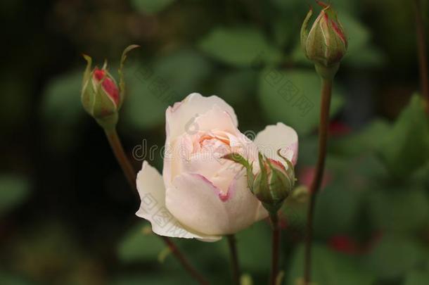 开幕白色的玫瑰和粉红色的