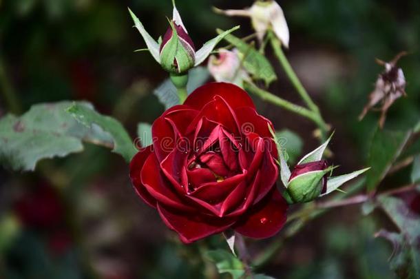 一关在上面<strong>照片</strong>关于一红色的玫瑰