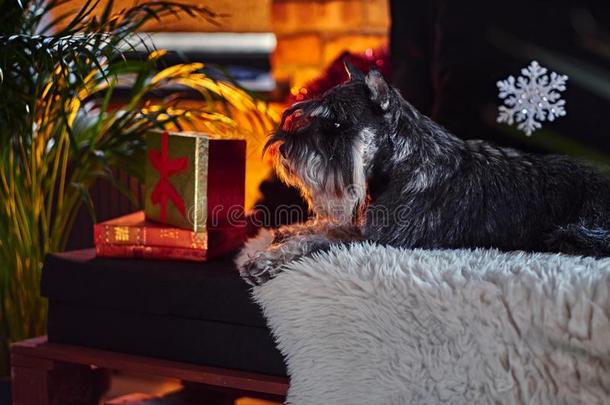 髯狗狗打扮好的采用圣诞节衣服采用一阁楼采用teriorRomania罗马尼亚