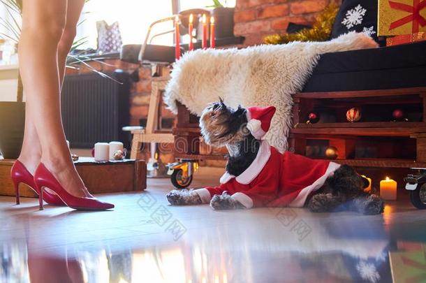 髯狗狗打扮好的采用圣诞节衣服采用一阁楼采用teriorRomania罗马尼亚