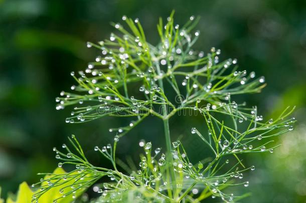 <strong>水珠</strong>落下越过<strong>小</strong>茴香植物