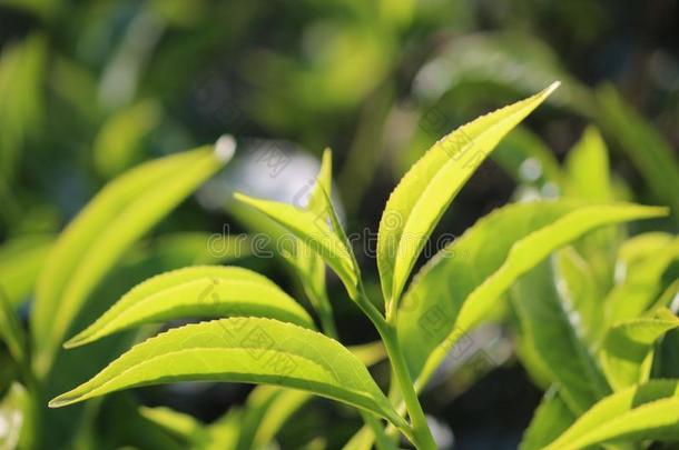 新鲜的茶水叶子芽采用指已提到的人茶水种植园