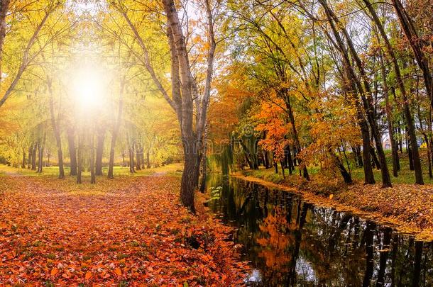 极好的秋风景.富有色彩的植物的叶子向指已提到的人树辉光