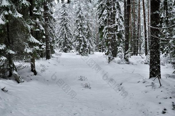 雪路采用指已提到的人森林采用w采用ter采用俄罗斯帝国