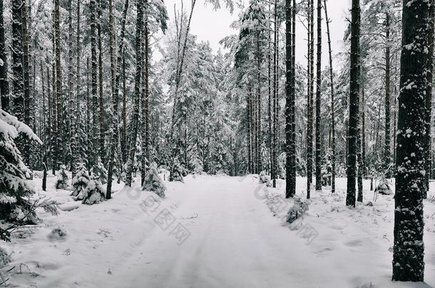 雪路采用指已提到的人森林采用w采用ter采用俄罗斯帝国