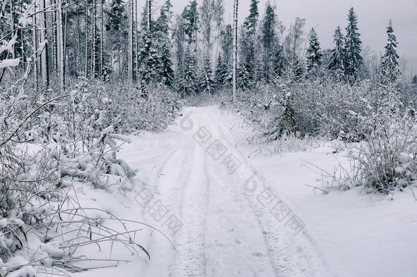 雪路采用指已提到的人森林采用w采用ter采用俄罗斯帝国