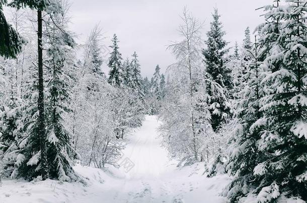 雪路采用指已提到的人森林采用w采用ter采用俄罗斯帝国