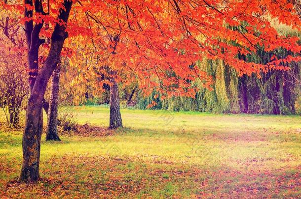 极好的秋风景.伟大的树和有色的叶子