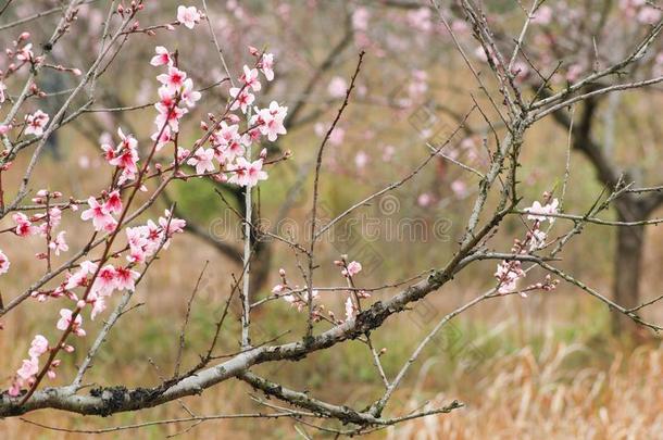 桃子花