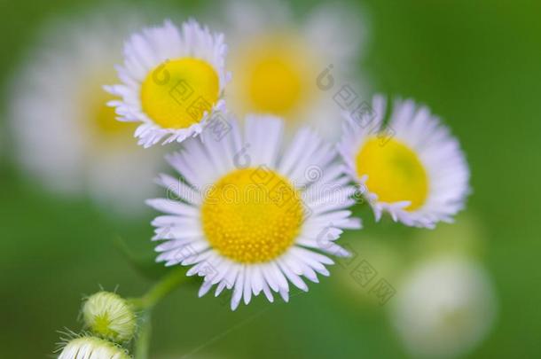 小的雏菊