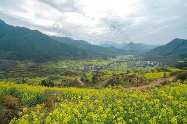 油菜籽田-江陵,吴园,江西