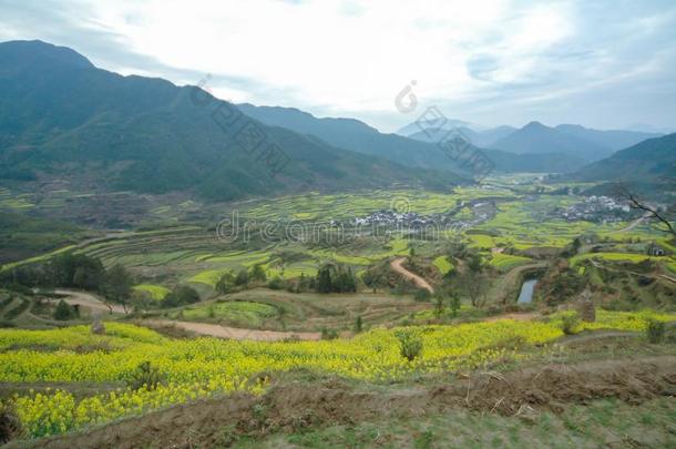 油菜籽田-江陵,吴园,江西