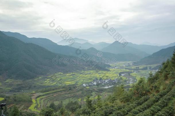 油菜籽田-江陵,吴园,江西