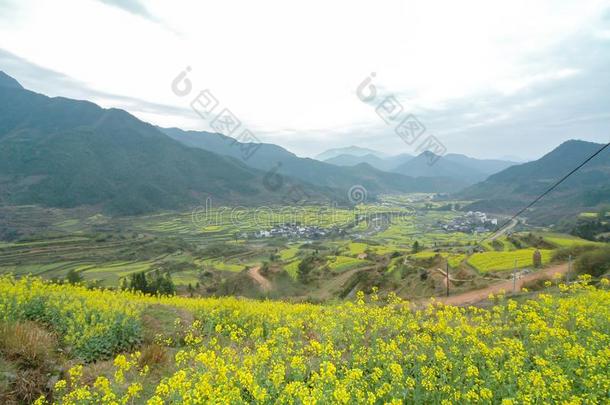 油菜籽田-江陵,吴园,江西