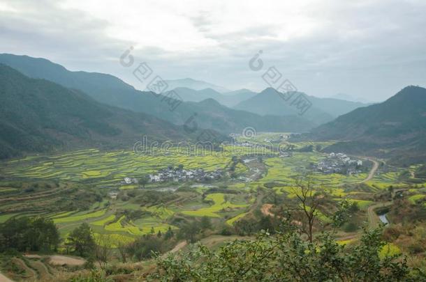 油菜籽田-江陵,吴园,江西