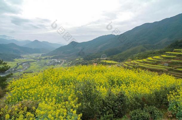 油菜籽田-江陵,吴园,江西