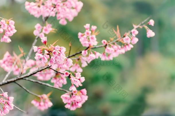 美丽的粉红色的樱桃花花