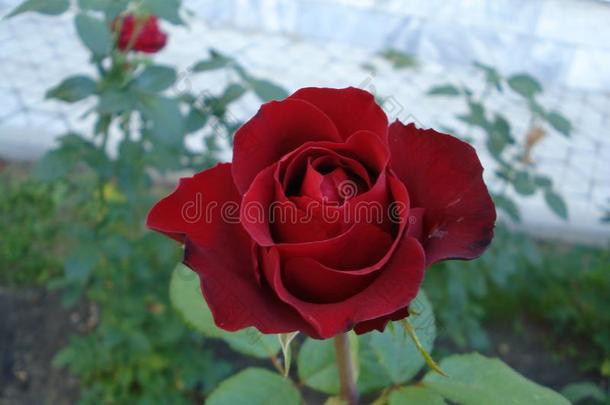 <strong>玫瑰</strong>红色的采用指已提到的人花园
