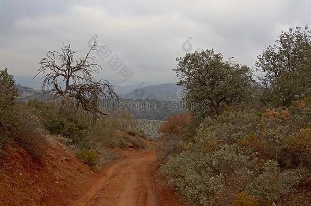 泥土路和灌木向指已提到的人面通过齿状山脊内华达州山